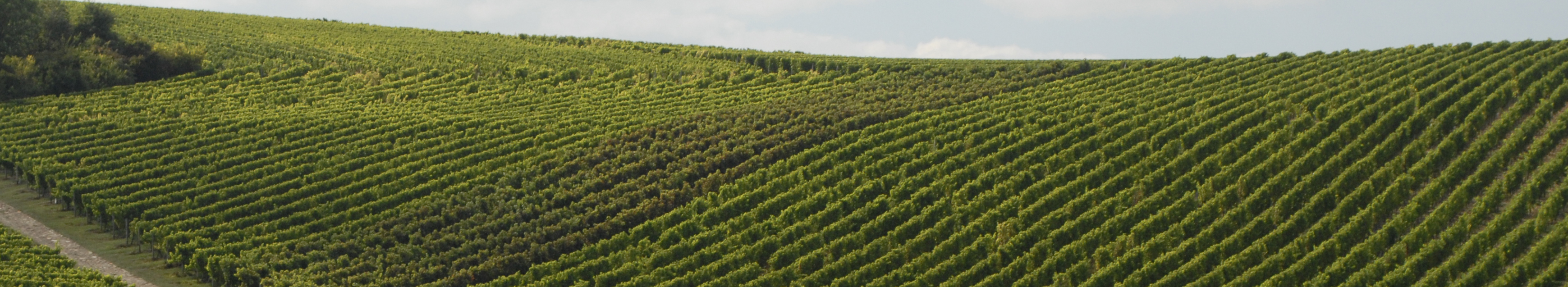 Weinreben © Dienstleistungszentren Ländlicher Raum